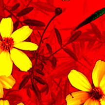 网络ddos监测分析工具